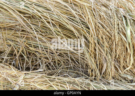 Ohr von Paddy Haufen, geernteten Reisfeld. Stockfoto