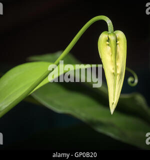 Knospe der Gloriosa Superba isoliert auf schwarz Stockfoto