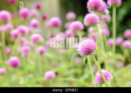 Rosa Amaranth Blumen, rosa Gomphrena im Garten. Kopieren Sie Raum. Stockfoto