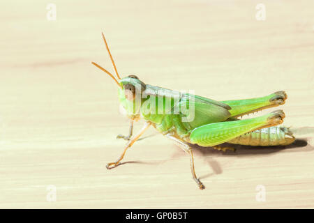 Heuschrecke auf Holzbrett Hintergrund. Stockfoto