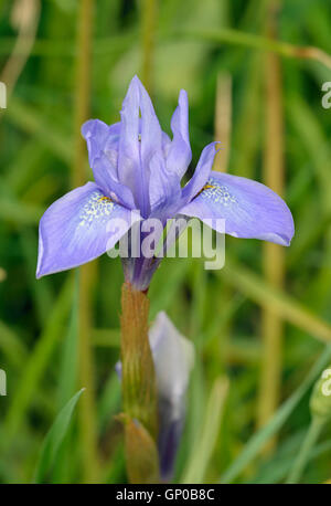 Barbary Nuss - Moraea Sisyrinchium mediterrane Blume, die Mitte Tag bekannt als die Uhr Iris öffnet Stockfoto