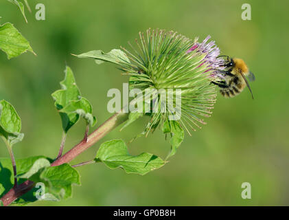 Die große Klette - Arctium Lappa mit Biene Fütterung Stockfoto