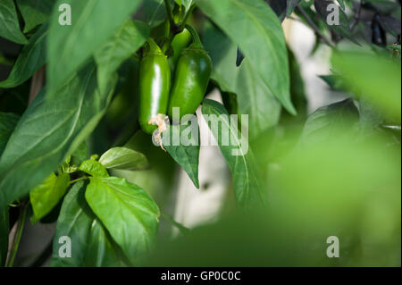 Grüne Jalapeno-Paprika auf eine Pflanze wächst Stockfoto