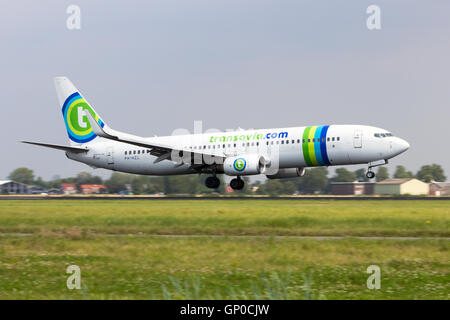 Transavia Boeing 737 landet auf dem Flughafen Schiphol. Stockfoto