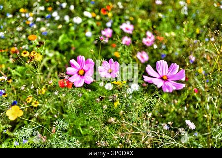 Hanbury hall Stockfoto