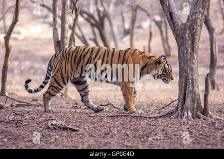 Bengal Tiger Machali schlich an Ranthambhore Forest, Rajasthan (Panthera Tigris) Stockfoto