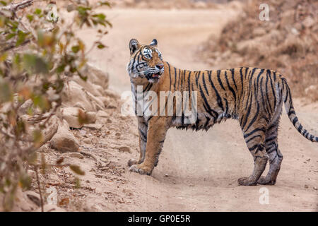 Bengal Tiger Machali Ranthambhore Wald, Rajasthan (Panthera Tigris) anzusehen Stockfoto