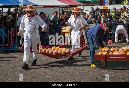 Käse-Träger laufen mit Käse, die Waage auf dem Edamer Käsemarkt, Edam, Niederlande Stockfoto