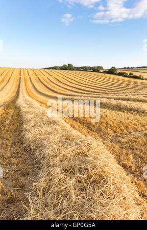 Weizenfeld bei der Ernte in den Cotswolds, Gloucestershire, England, UK Stockfoto