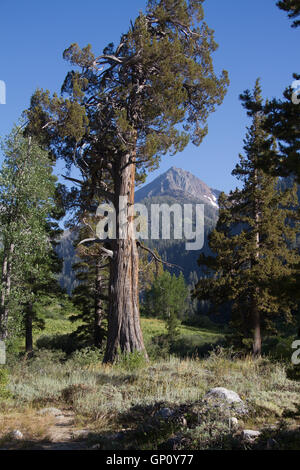 Mineral King Valley, Teil des Sequoia National Park. Kalifornien. USA Stockfoto