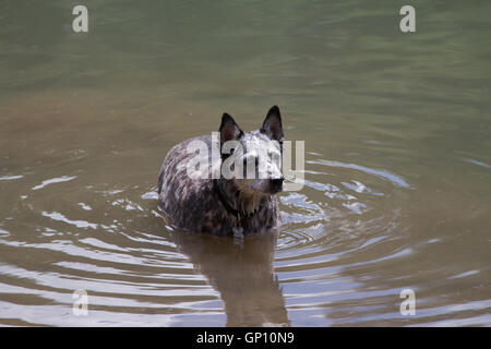 Hund im See abkühlen. USA Stockfoto