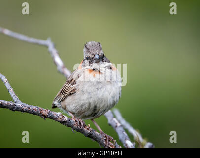 Rufous-Kragen Sparrow Stockfoto