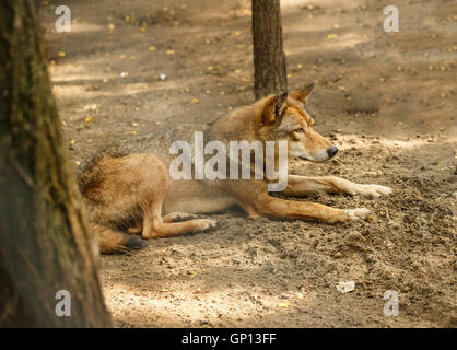 Europäischer Wolf im Wald Stockfoto