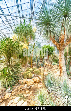 Exotische Pflanzen in einem großen Gewächshaus Stockfoto