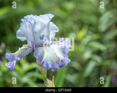 Blaue Iris Blume mit Wassertropfen in enger Stockfoto