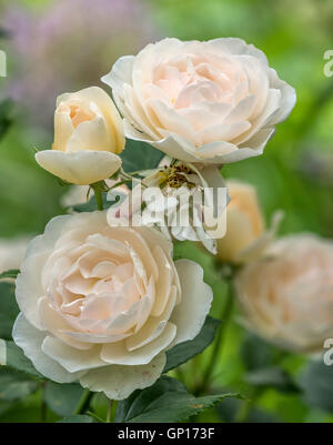 Rose ist eine holzige mehrjährige blühende Pflanze der Gattung Rosa, in der Familie der Rosengewächse, Stockfoto