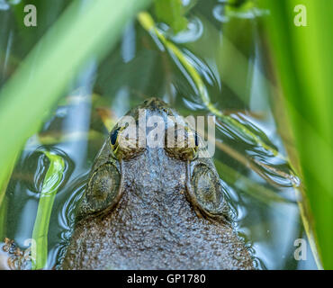 Amerikanischer Ochsenfrosch, Lithobates Catesbeianus oder Rana Catesbeiana, häufig einfach bekannt als die Bullfrog i Stockfoto