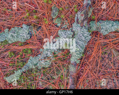 Äste in Moos und Flechten, die Verlegung auf einem Bett aus Kiefernnadeln im Wald bedeckt Stockfoto