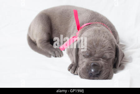 Sehr junge graue Dogge reinrassigen Welpen Nickerchen auf einem weißen Blatt Stockfoto