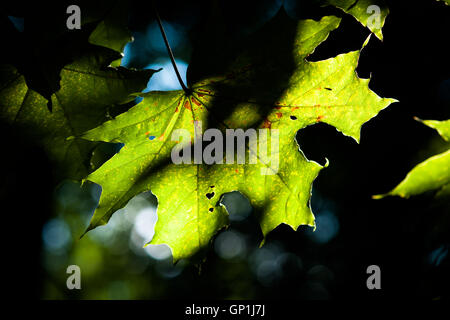 Das Spiel von hell und dunkel grün Ahorn verlässt in den Sommerabend. Ende Sommer, August Thema. Stockfoto