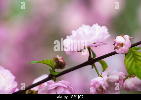 Weiche rosa Blüten von Pflaumen- oder Prunus Triloba Blütenbaum rosa und grünen Hintergrund. Frühling-Thema. Stockfoto