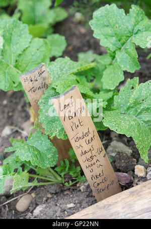 Leaf Brassica Plot, Lunar Gartenarbeit Schild am Ryton Bio-Garten, Warwickshire, England Stockfoto