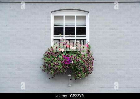 Pflanze / Blume Blumenkasten auf einem grau lackiert Hausfassade in der Stadt Bilovec, Worcestershire, UK Stockfoto
