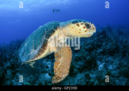 Meeresschildkröte Caretta, Caretta Caretta, Turneffe Atoll, Karibik, Belize Stockfoto