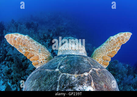 Meeresschildkröte Caretta, Caretta Caretta, Turneffe Atoll, Karibik, Belize Stockfoto