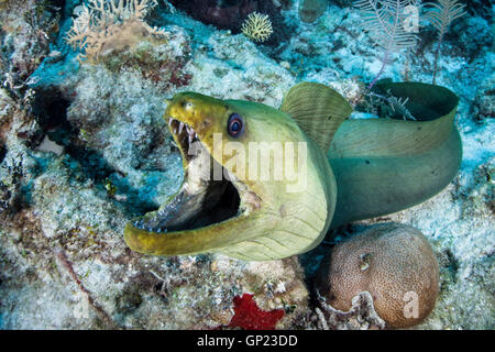 Grüne Muräne, Gymnothorax Funebris, Turneffe Atoll, Karibik, Belize Stockfoto