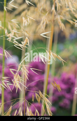 Stipa Gigantea "Gold errichtete". Goldene Hafer. Riesen Federgras im august Stockfoto