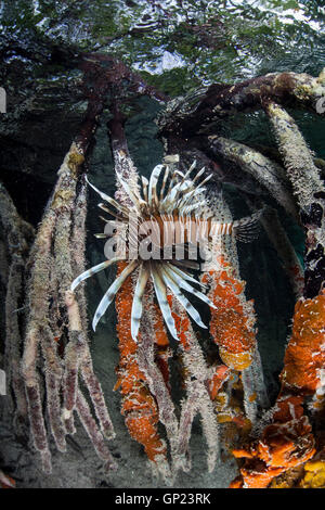 Feuerfische Jagd in Mangroven, Pterois Volitans Turneffe Atoll, Karibik, Belize Stockfoto