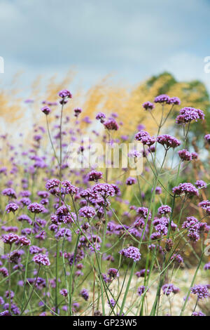 Verbena Bonariensis. Argentinisches Eisenkraut Blumen in einem englischen Garten Stockfoto