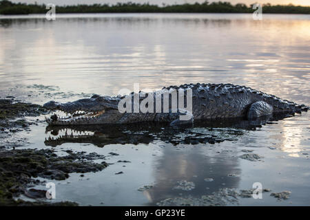 Amerikanisches Krokodil, Crocodylus Acutus, Turneffe Atoll, Karibik, Belize Stockfoto