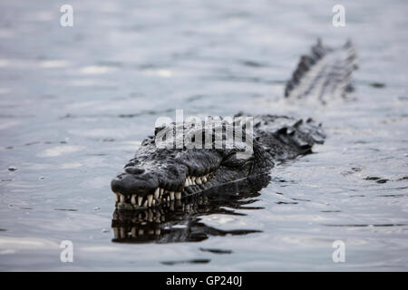 Amerikanisches Krokodil, Crocodylus Acutus, Turneffe Atoll, Karibik, Belize Stockfoto