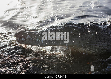 Amerikanisches Krokodil, Crocodylus Acutus, Turneffe Atoll, Karibik, Belize Stockfoto