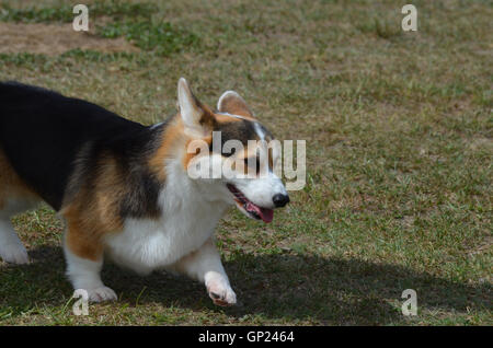 Dreifarbige Corgi Hundewiesen im Rasen. Stockfoto