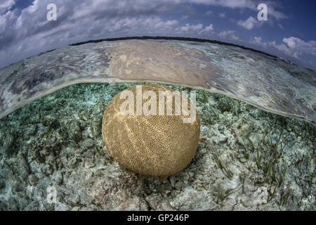Runde Hirnkoralle, Colpophyllia Natans Turneffe Atoll, Karibik, Belize Stockfoto