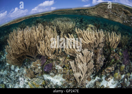 Karibische Korallenriff mit Sea Rod, Pseudoplexaura Porosa Turneffe Atoll, Karibik, Belize Stockfoto