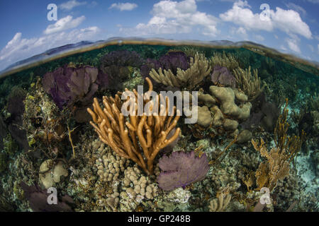 Karibische Korallenriff, Turneffe Atoll, Karibik, Belize Stockfoto