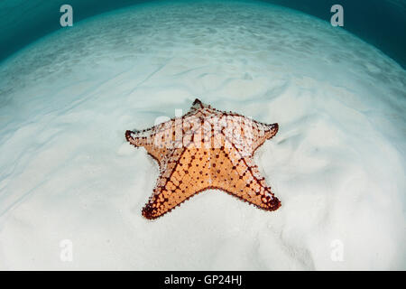 Rote Kissen Seestern in Lagune, Oreaster Reticulatus, Turneffe Atoll, Karibik, Belize Stockfoto