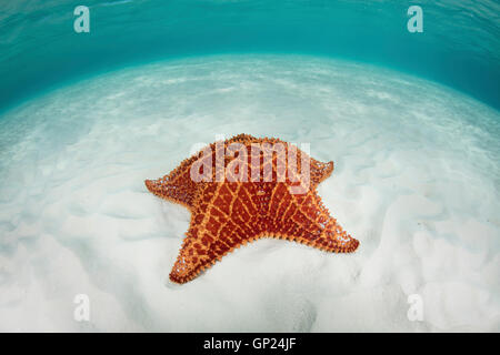 Rote Kissen Seestern in Lagune, Oreaster Reticulatus, Turneffe Atoll, Karibik, Belize Stockfoto