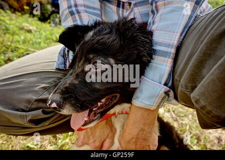 Ein scharf gerenderten Porträt eines Border-Collie-Welpen gehalten noch für die Fotografie, sechs Wochen alt und voller Kraft und Leben. Stockfoto