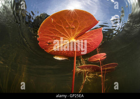 Stengel und Blätter der Seerose, Nymphaea, Massachusetts, Cape Cod, USA Stockfoto