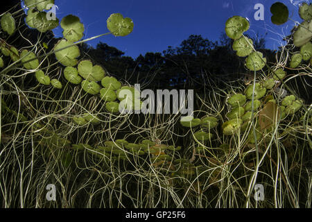 Stengel und Blätter der Seerose, Nymphaea, Massachusetts, Cape Cod, USA Stockfoto