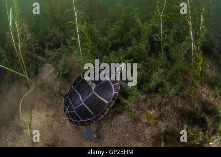 Gemalte Schildkröte, Chrysemys Picta, Massachusetts, Cape Cod, USA Stockfoto