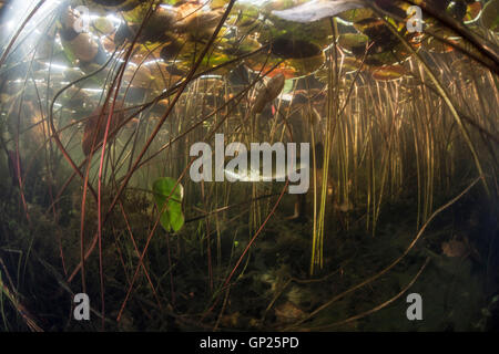 Stengel und Blätter der Seerose, Nymphaea, Massachusetts, Cape Cod, USA Stockfoto