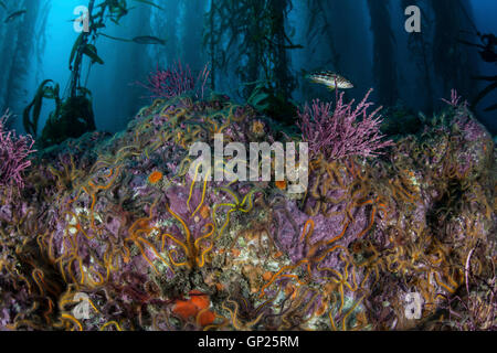 Farbige Schlangensterne im Kelpwald, Ophiothrix Spiculata, Kanalinseln, Kalifornien, USA Stockfoto