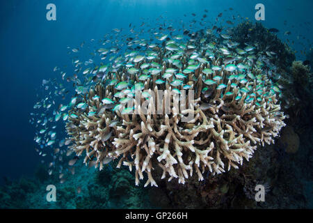 Blau-grüne Chromis über Coral Reef, Chromis Viridis, Komodo National Park, Indonesien Stockfoto