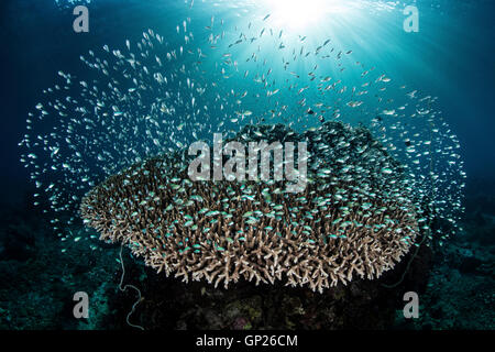 Blau-grüne Chromis über Coral Reef, Chromis Viridis, Komodo National Park, Indonesien Stockfoto